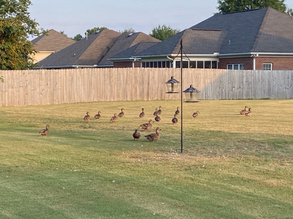 ducks